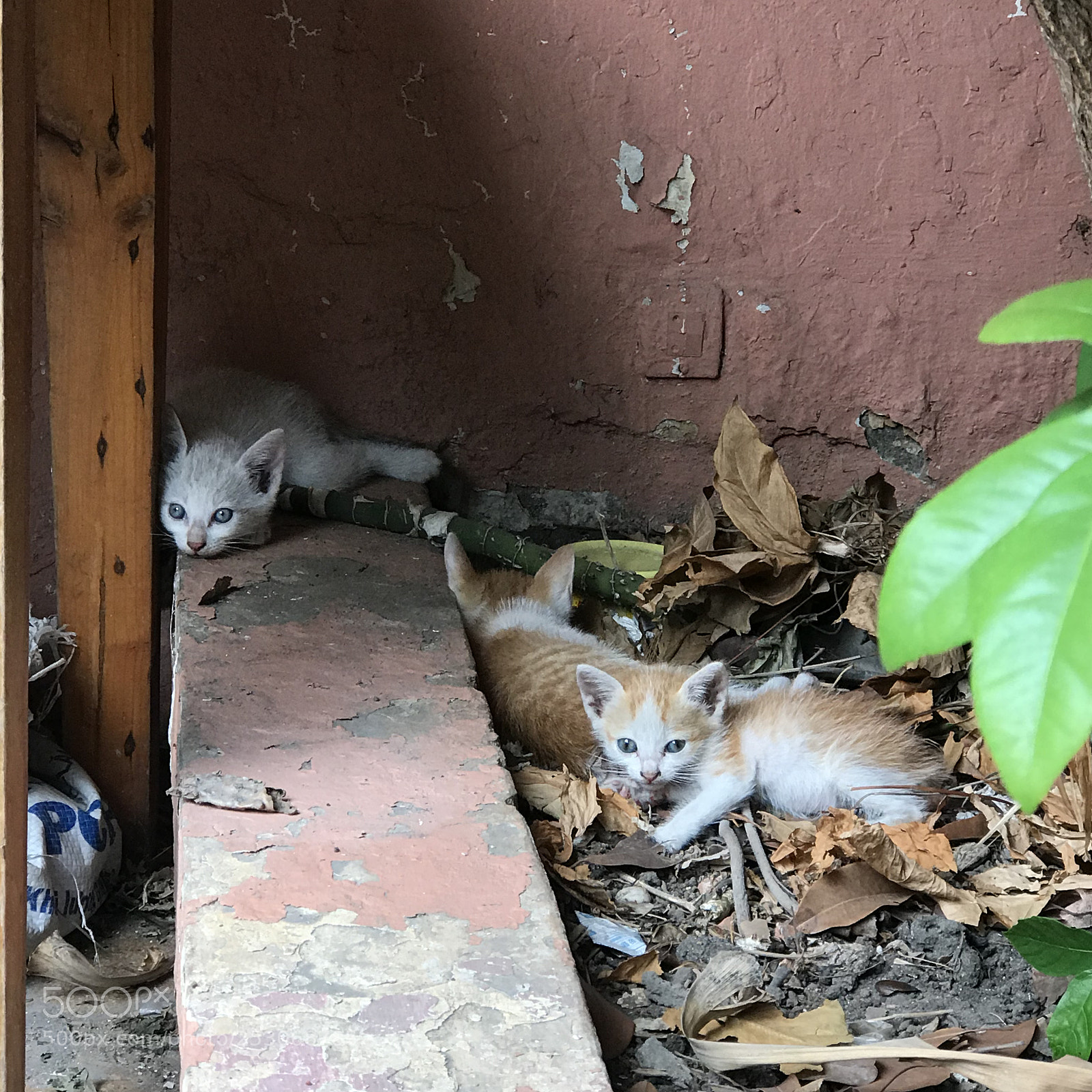 Apple iPhone 7 Plus sample photo. Baby cats photography