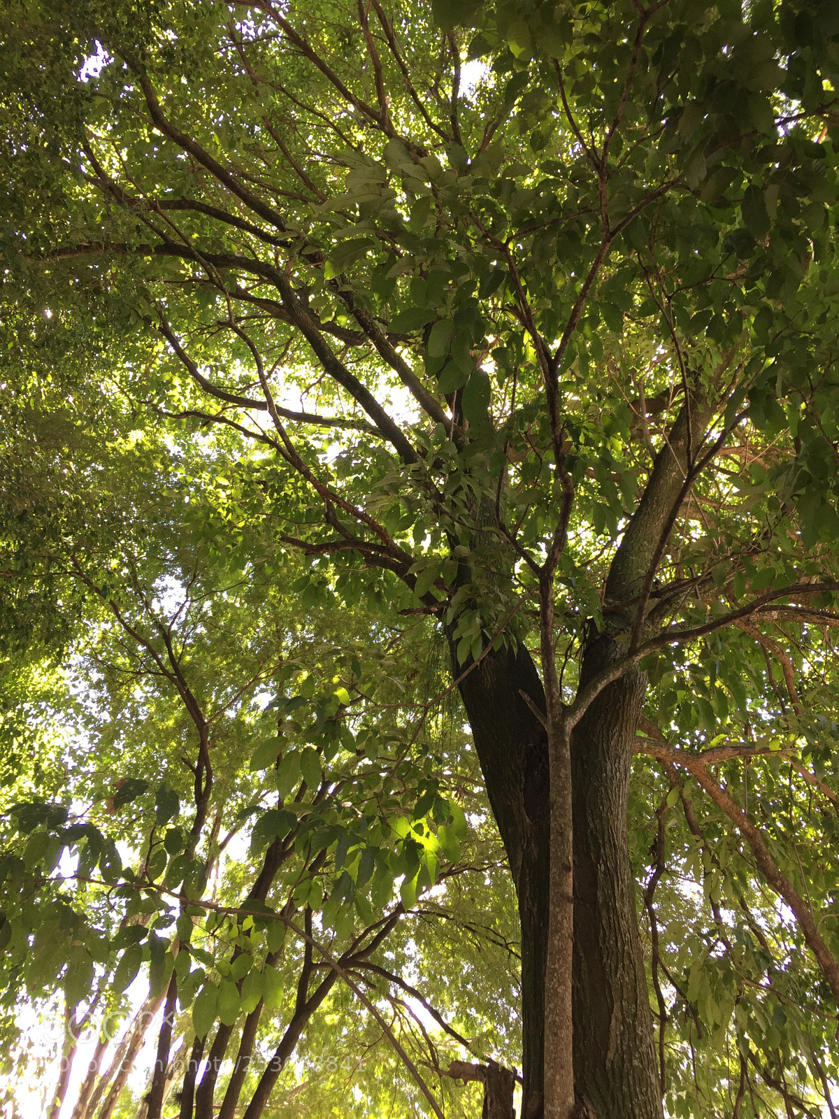 Apple iPhone 6 sample photo. Untitled photography