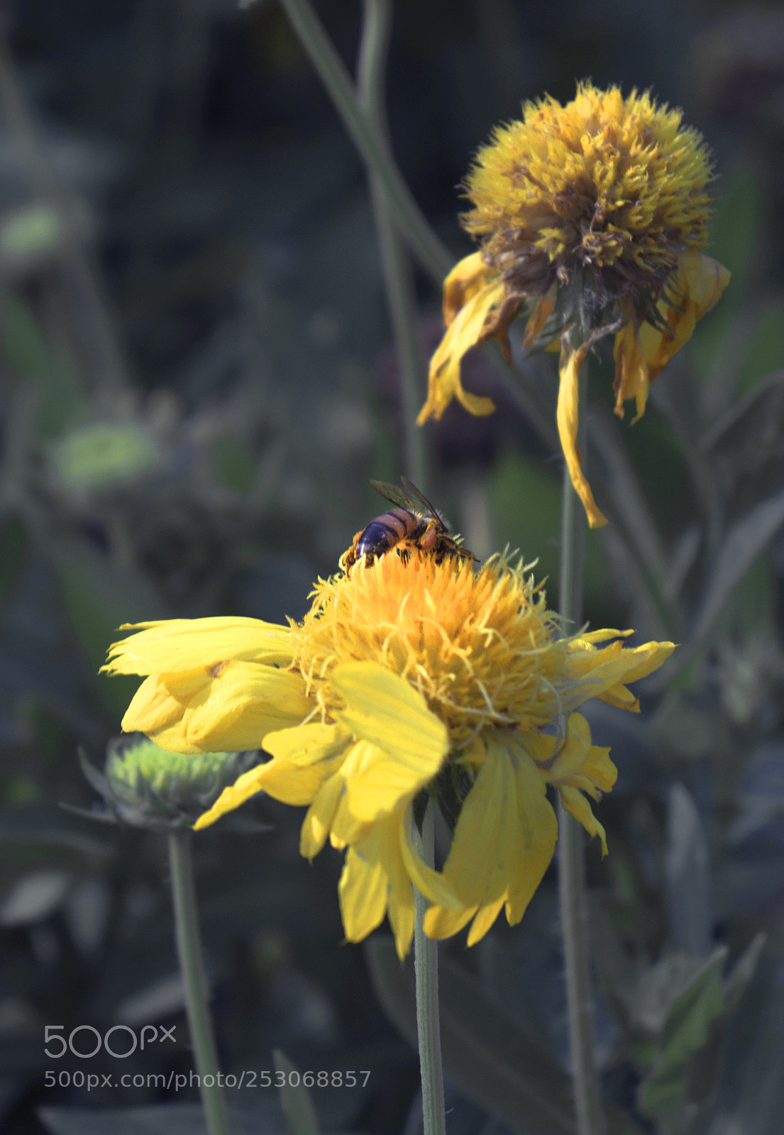 Sony Alpha NEX-5N sample photo. Flower photography