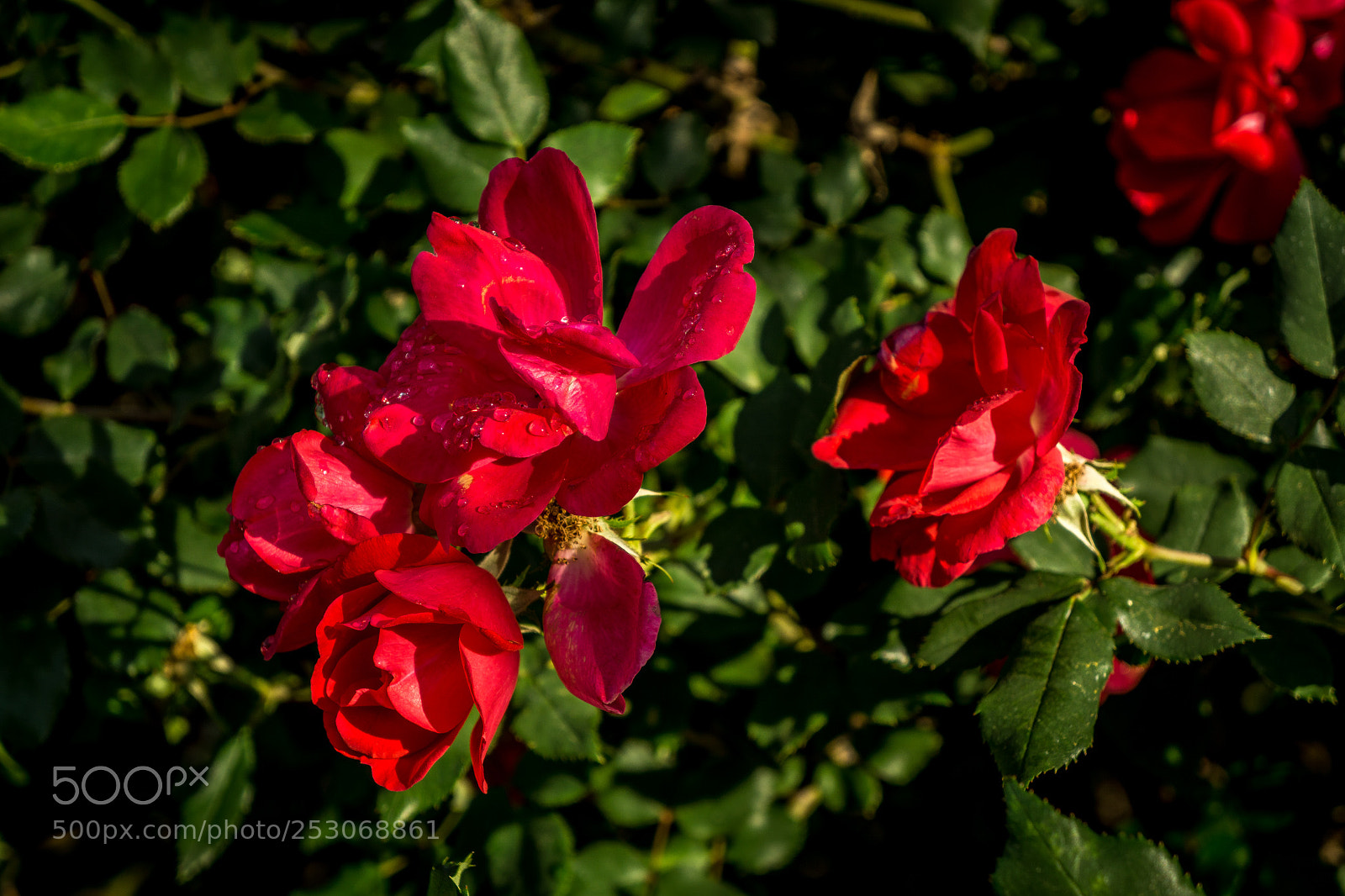 Sony a6000 sample photo. Morning roses photography