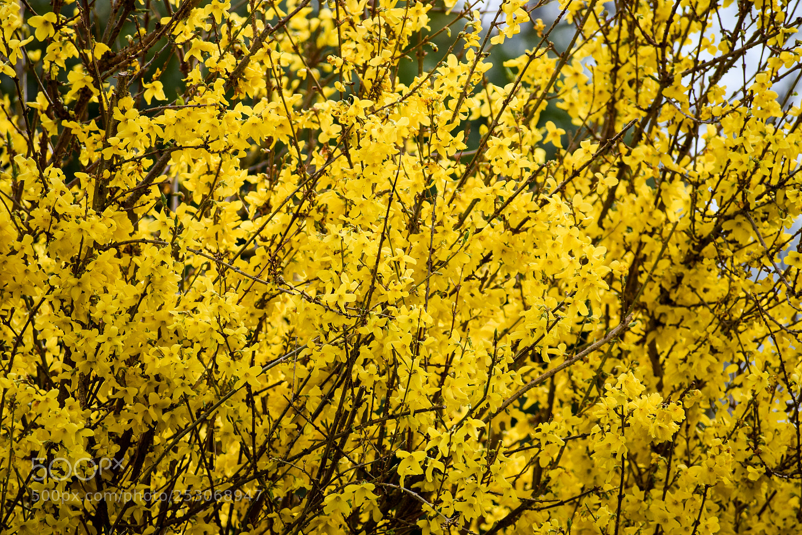 Nikon D3300 sample photo. Forsythia photography