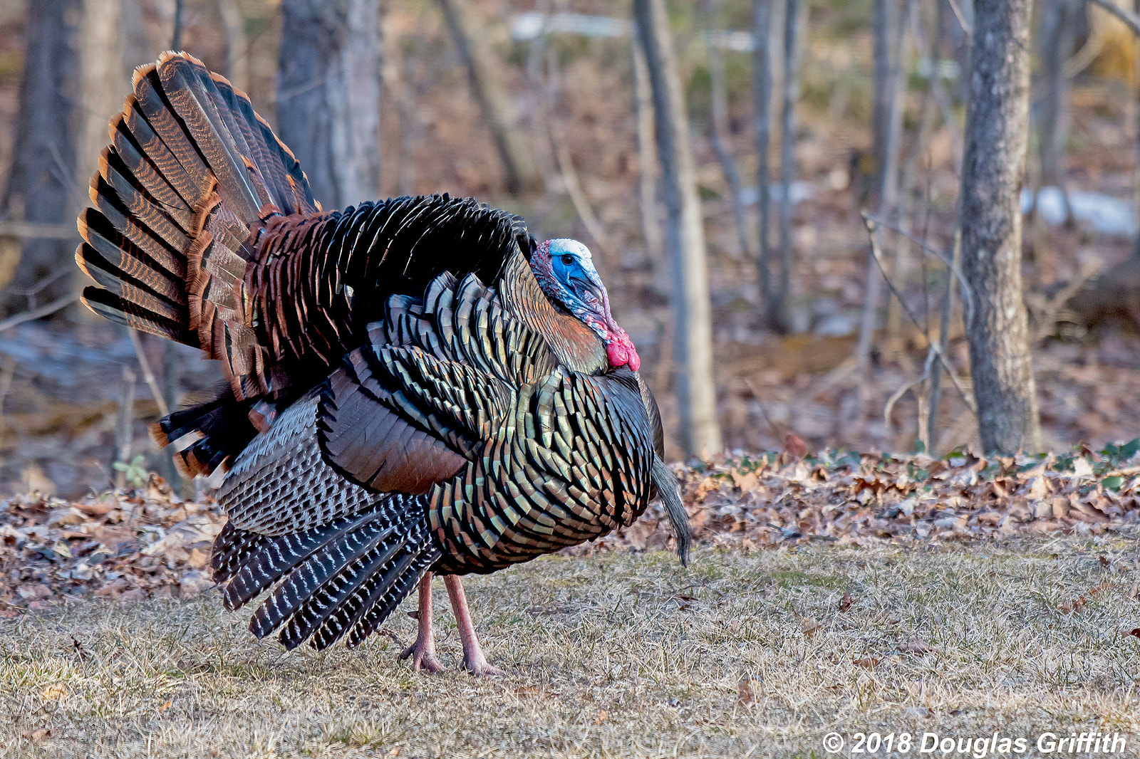 Nikon D500 sample photo. Ahh.spring male wild turkey photography