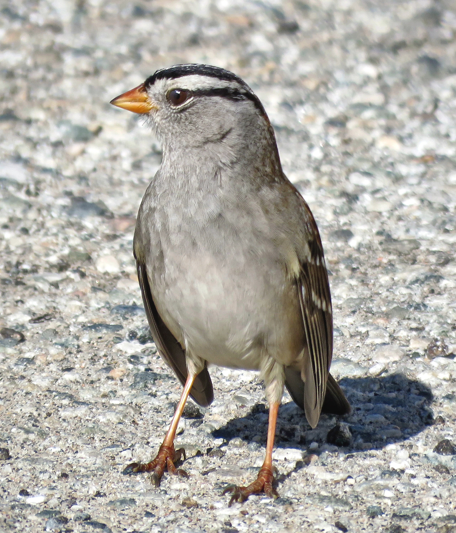 Canon PowerShot SX60 HS sample photo. A bird saying hello to you in the park photography