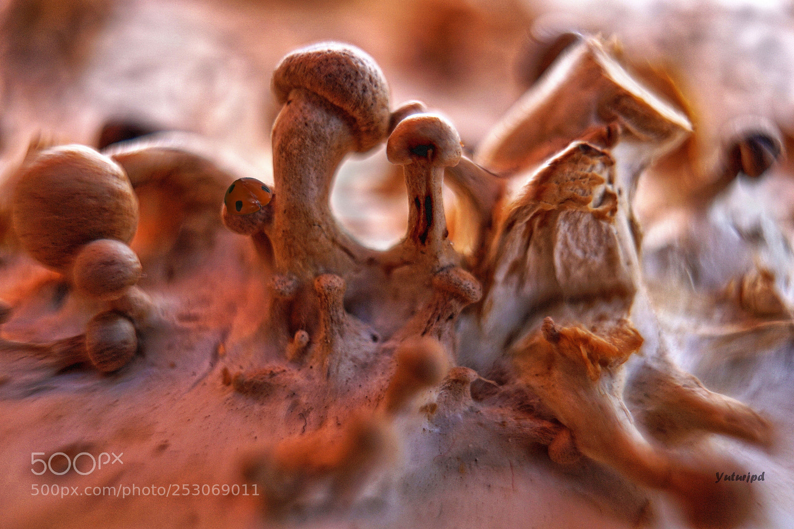 Sony a6000 sample photo. The camouflage of the photography
