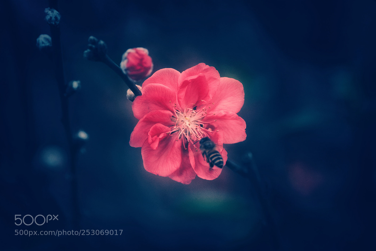 Nikon D7100 sample photo. Bst photography