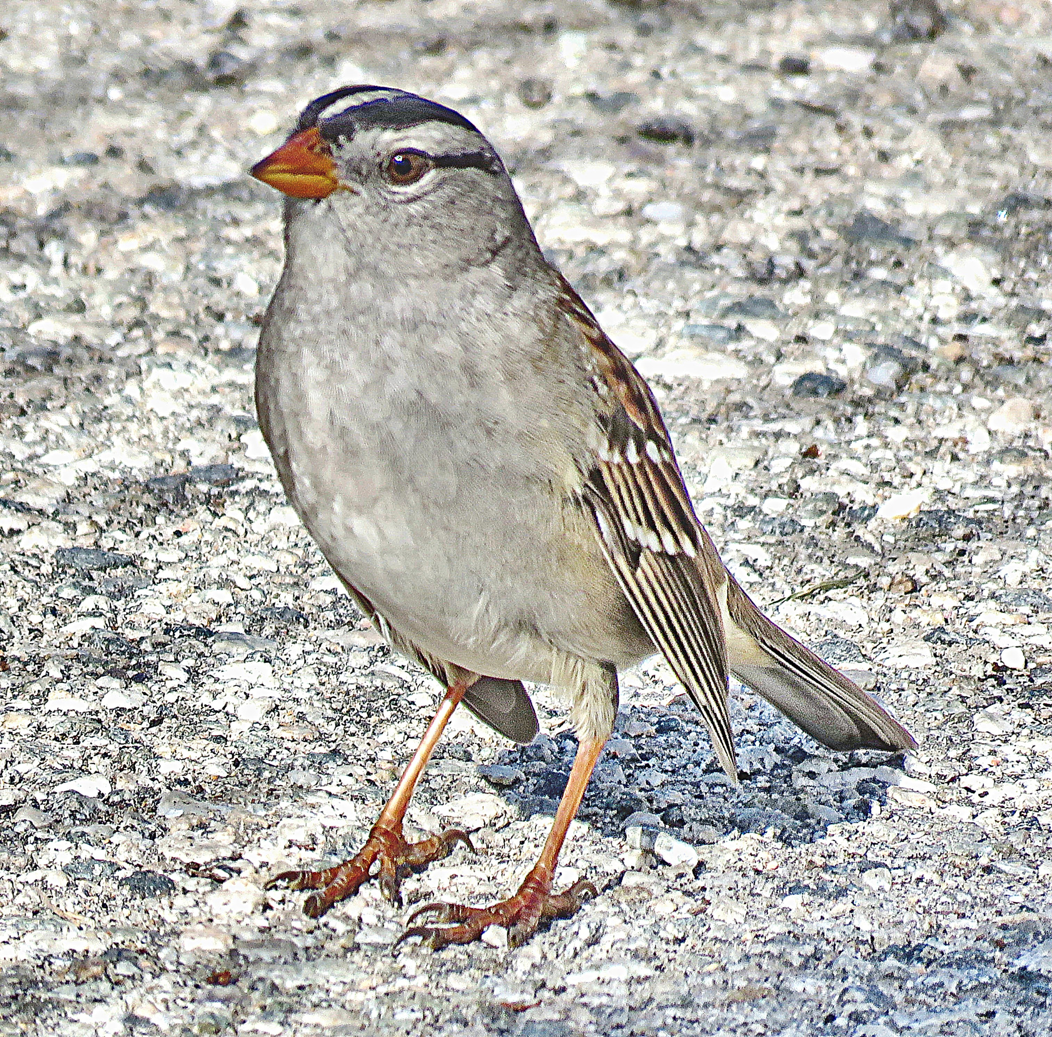 3.8 - 247.0 mm sample photo. A bird saying hello to you in the park two photography