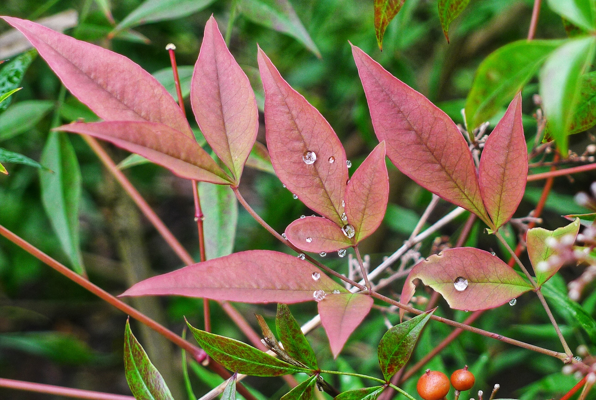 Panasonic Lumix DMC-LX5 sample photo. 露水 photography