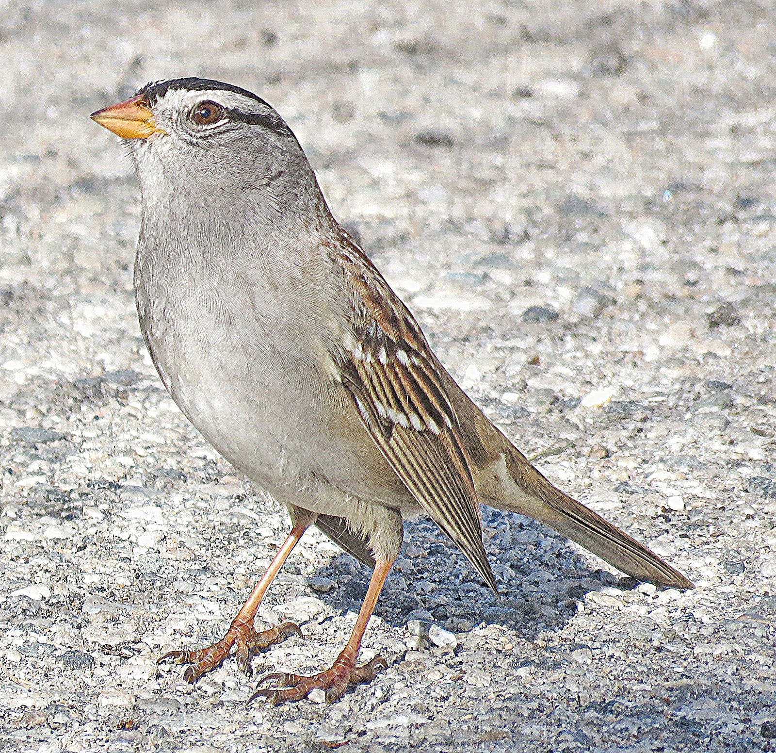 Canon PowerShot SX60 HS sample photo. A bird saying hello photography