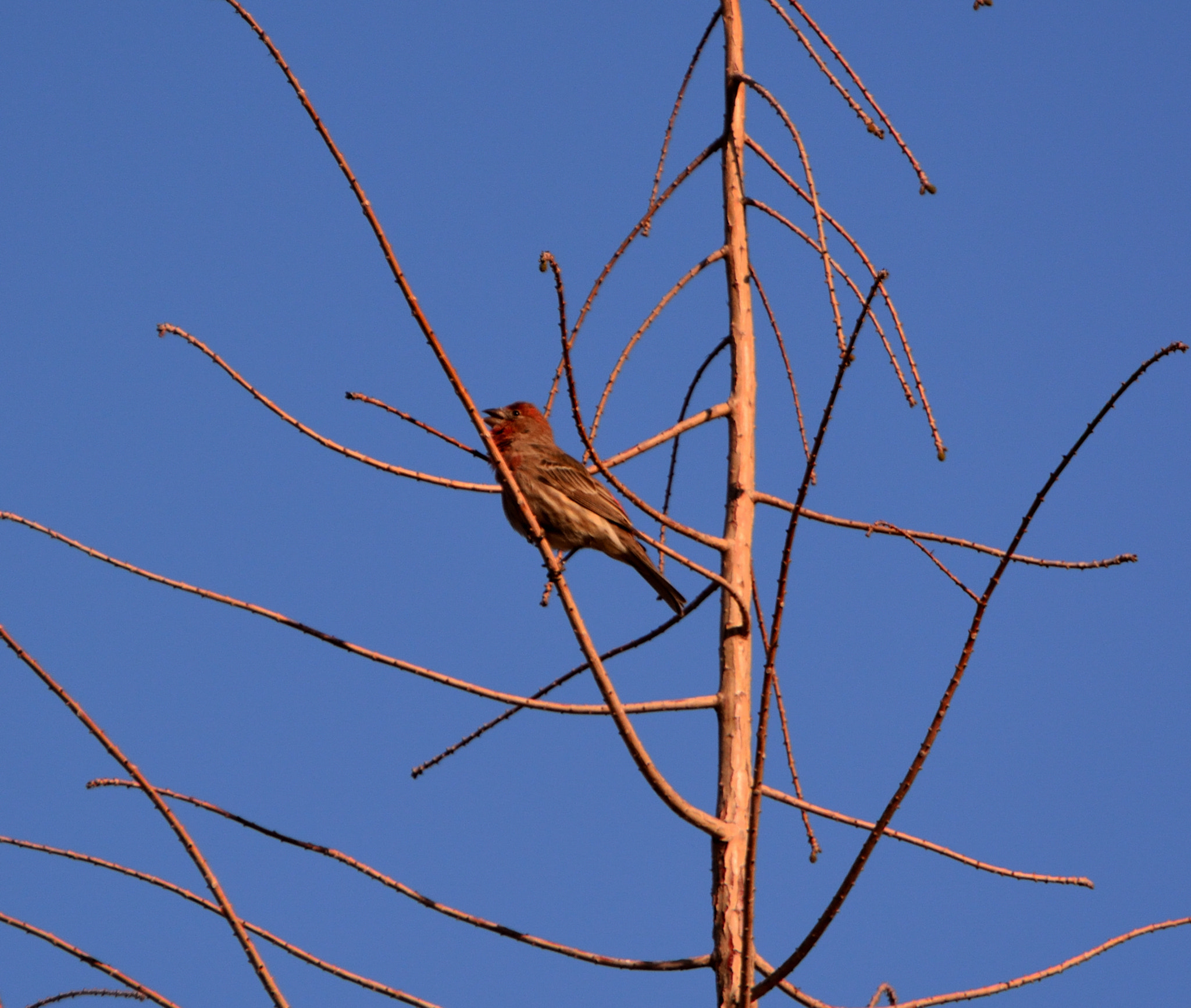 Nikon D5200 sample photo. Cassin's finch singer photography