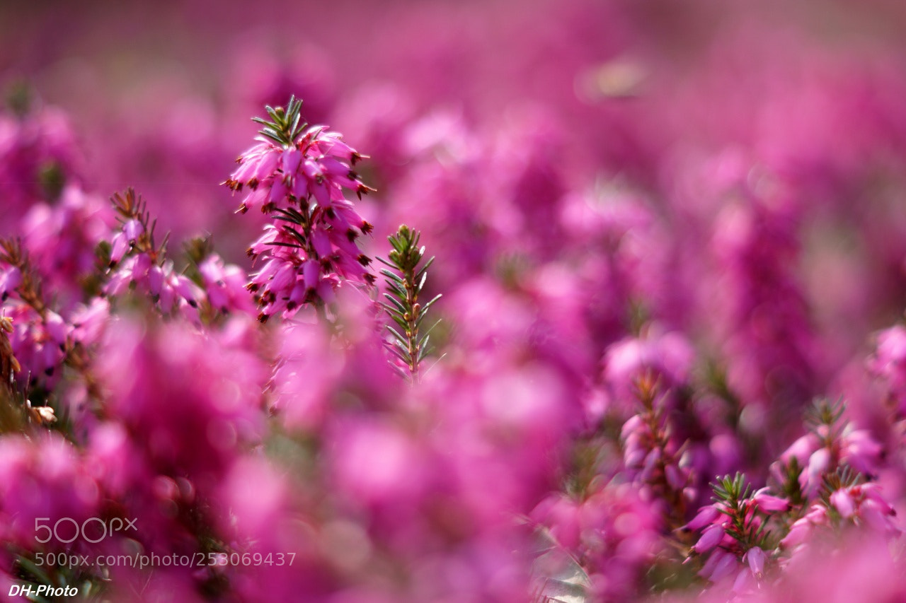 Sony ILCA-77M2 sample photo. Springtime in pink photography