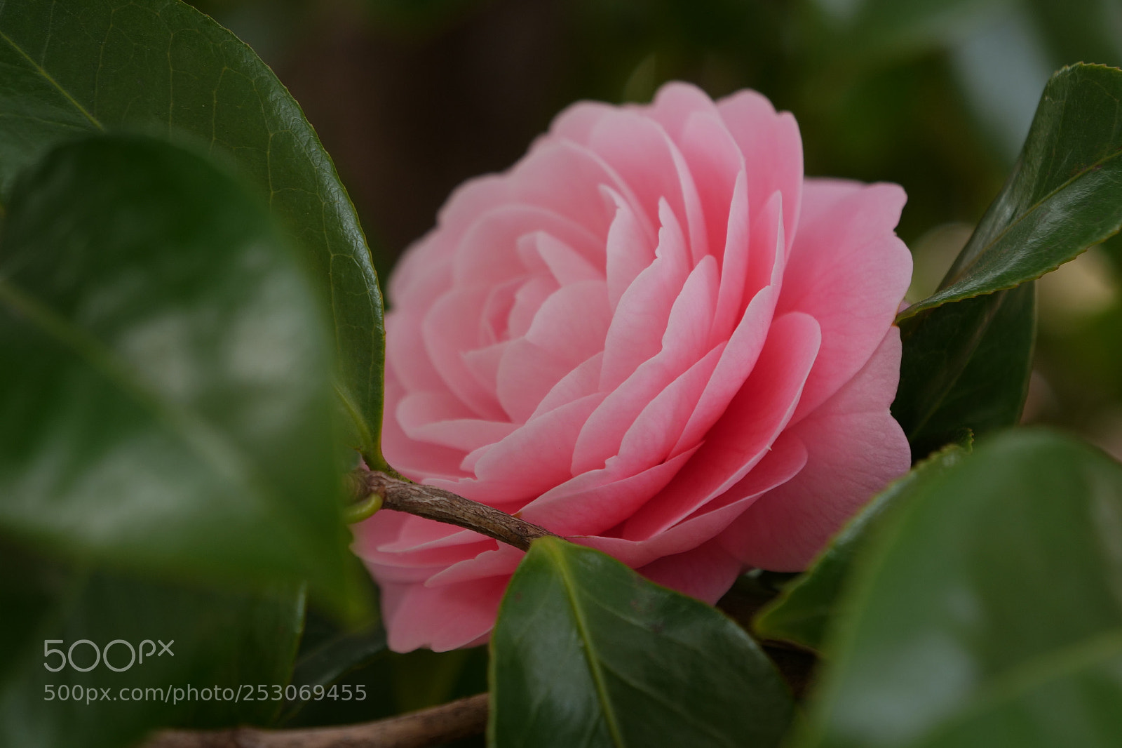Panasonic Lumix DC-G9 sample photo. Tsubaki photography