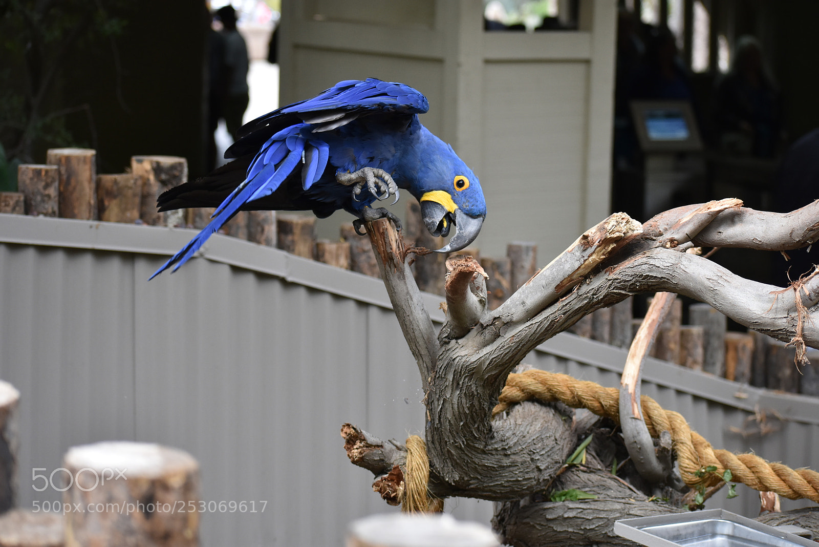 Nikon D3400 sample photo. Blue parrot at california photography