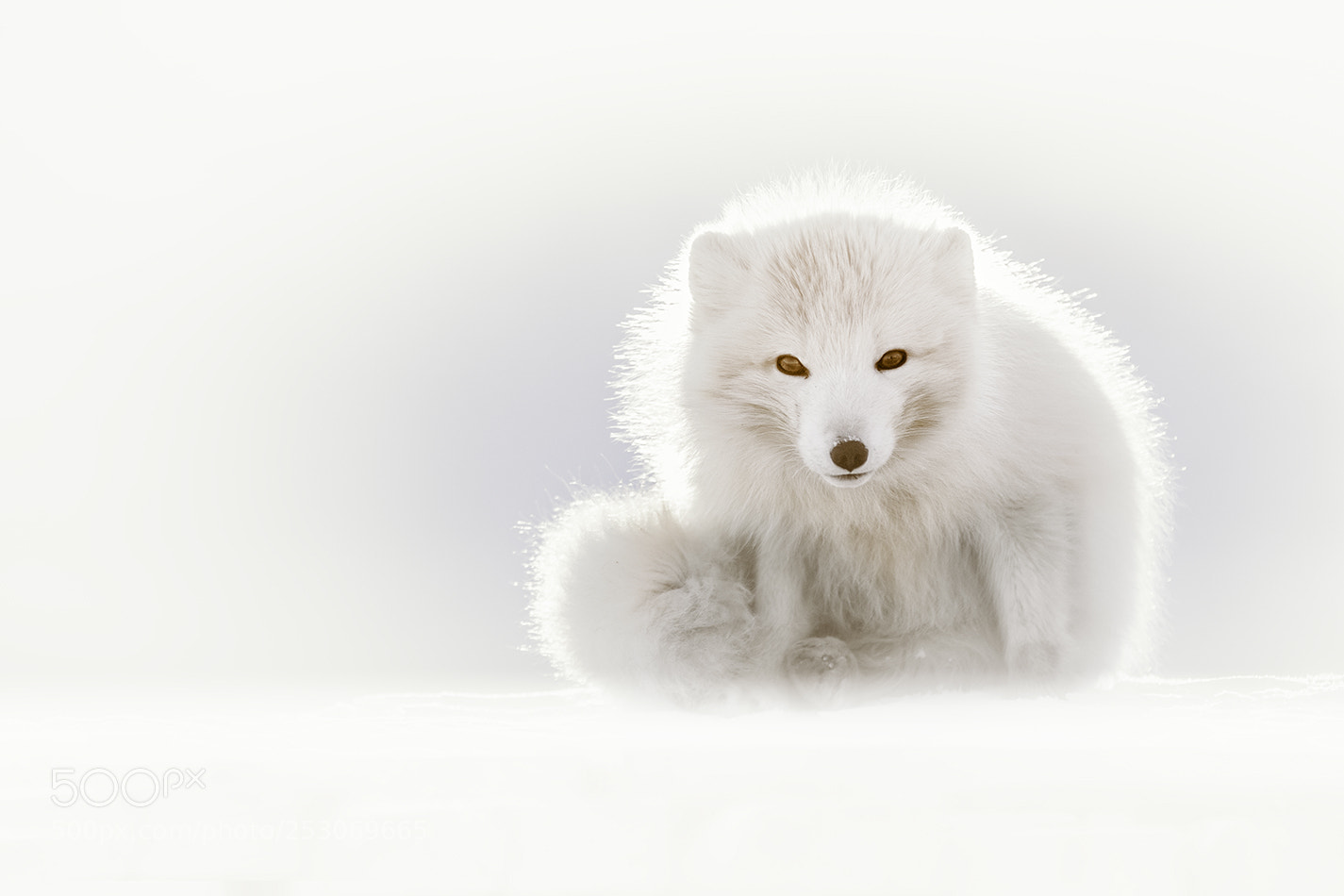 Canon EOS 5D Mark IV sample photo. Arctic fox photography