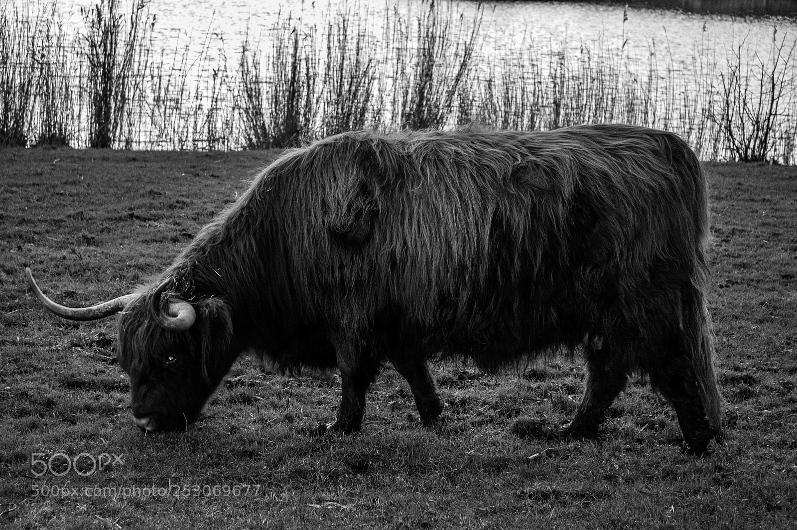 Nikon D70s sample photo. Scottish highlanders photography