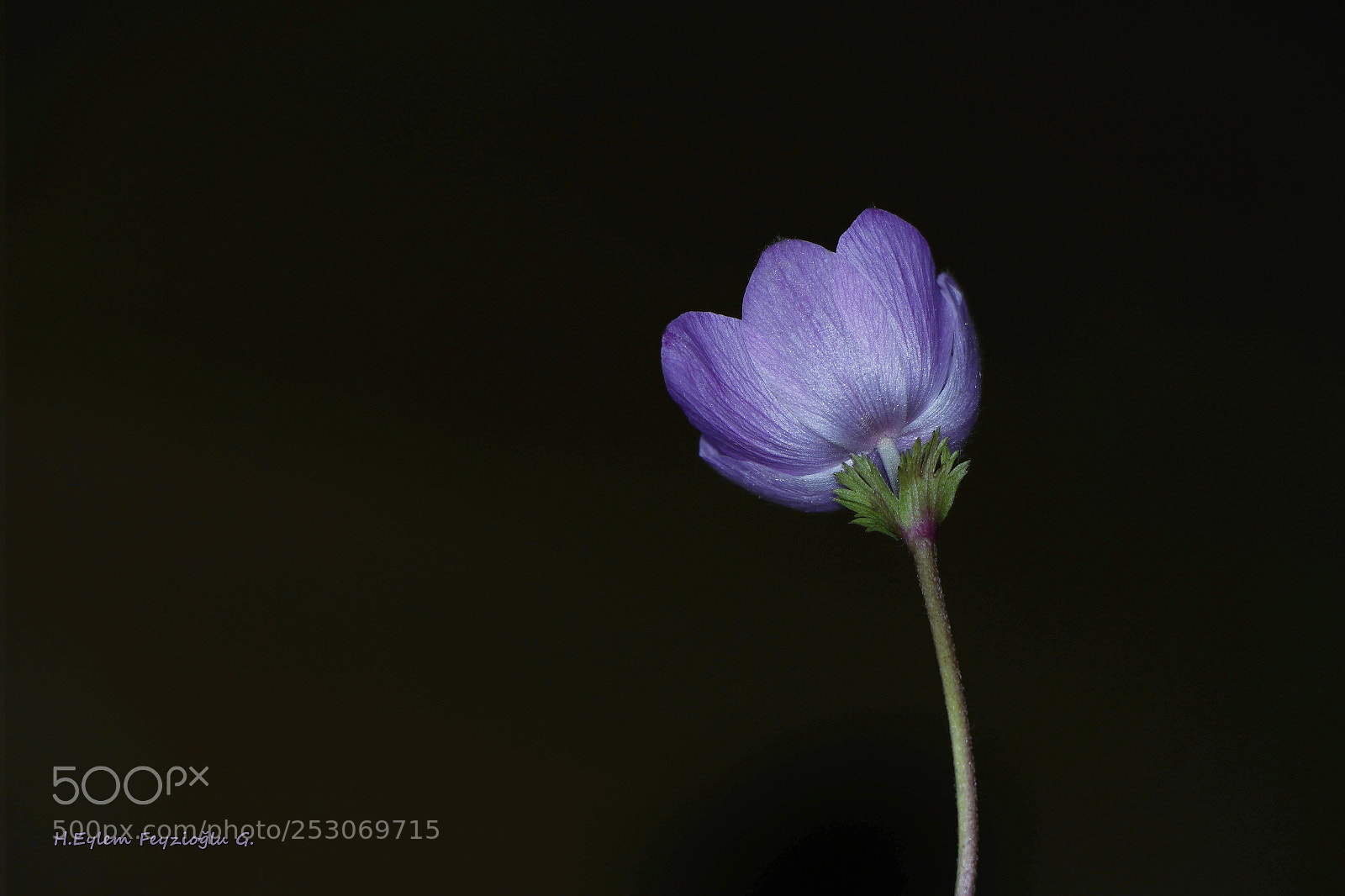 Samsung NX2000 sample photo. Anemone photography