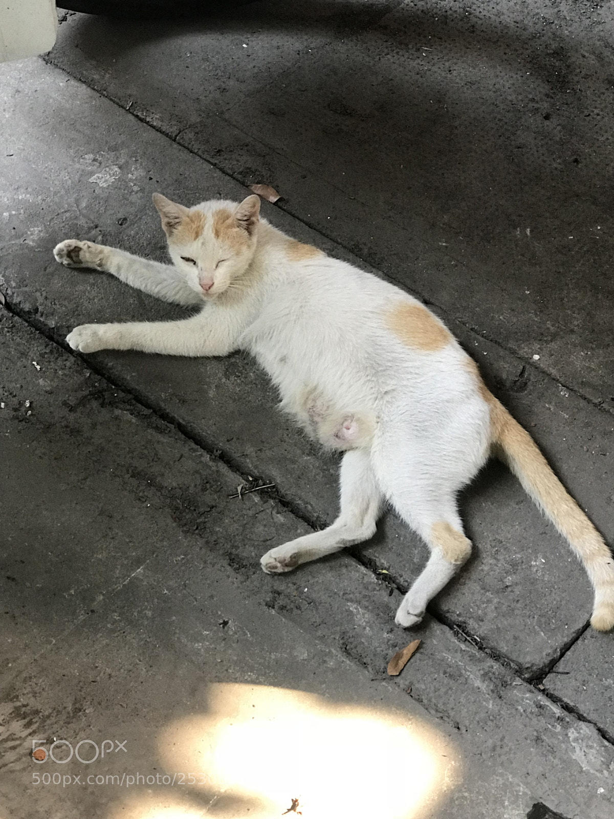 Apple iPhone 7 Plus sample photo. Mommy cat photography
