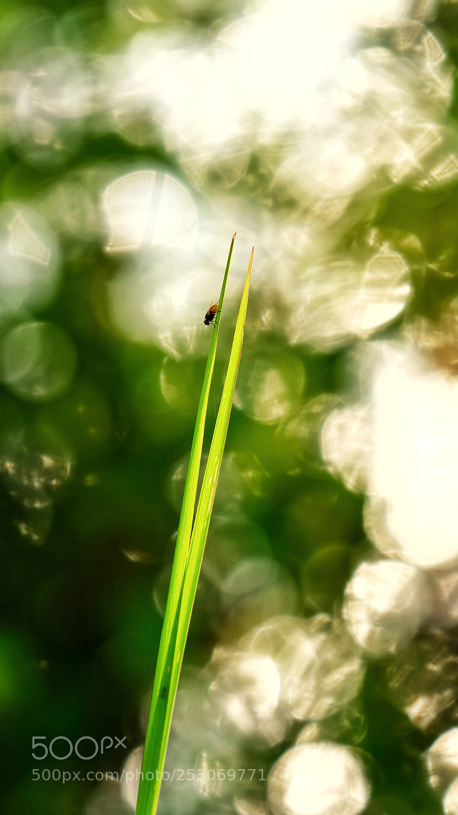 Fujifilm X-T20 sample photo. Fly photography