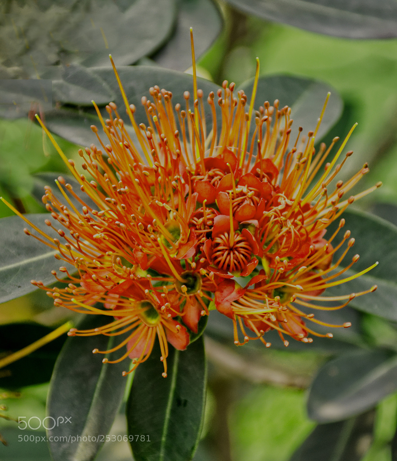 Nikon D7200 sample photo. Lumphini park bangkok bloom photography