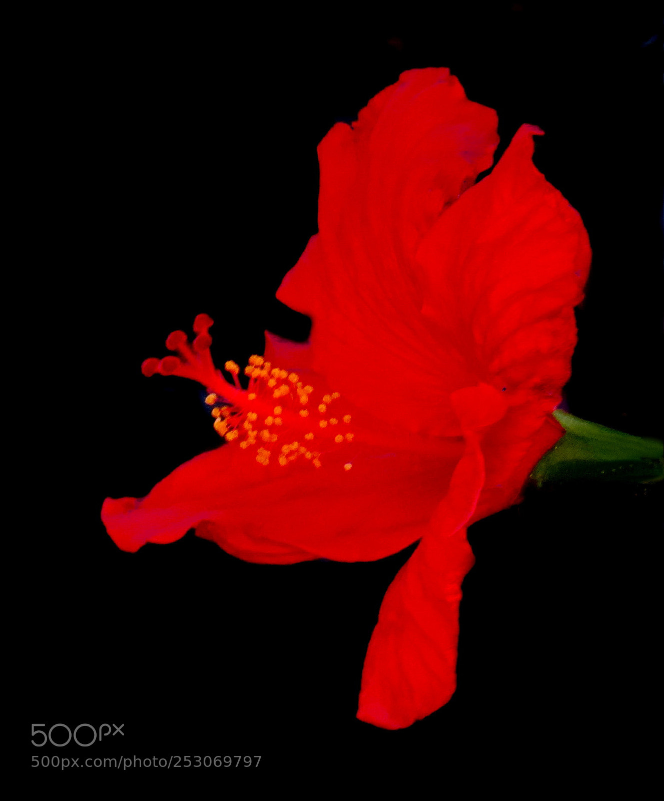 Canon PowerShot SX50 HS sample photo. A red hibiscus flower photography