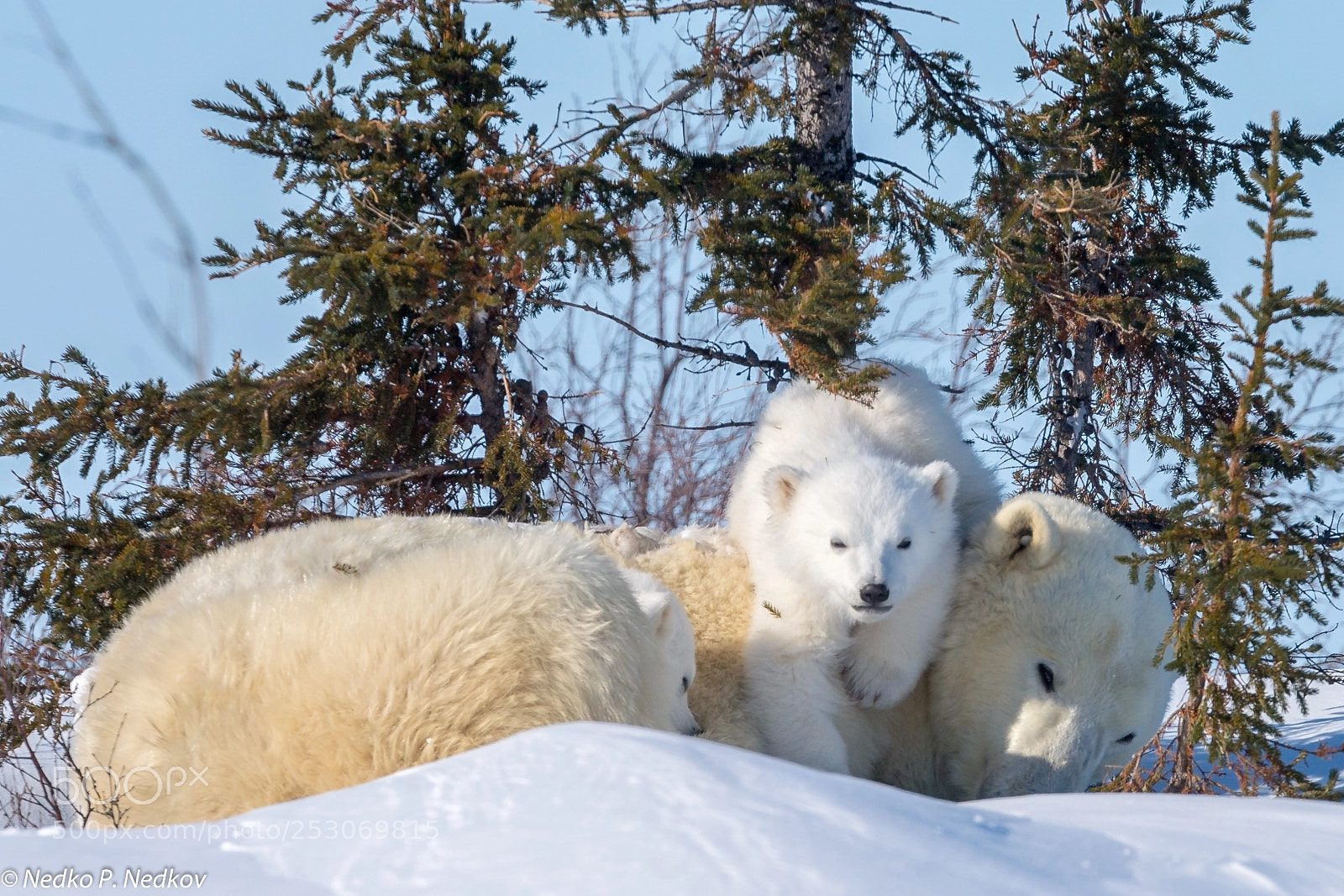 Nikon D5 sample photo. Cuddle bears photography