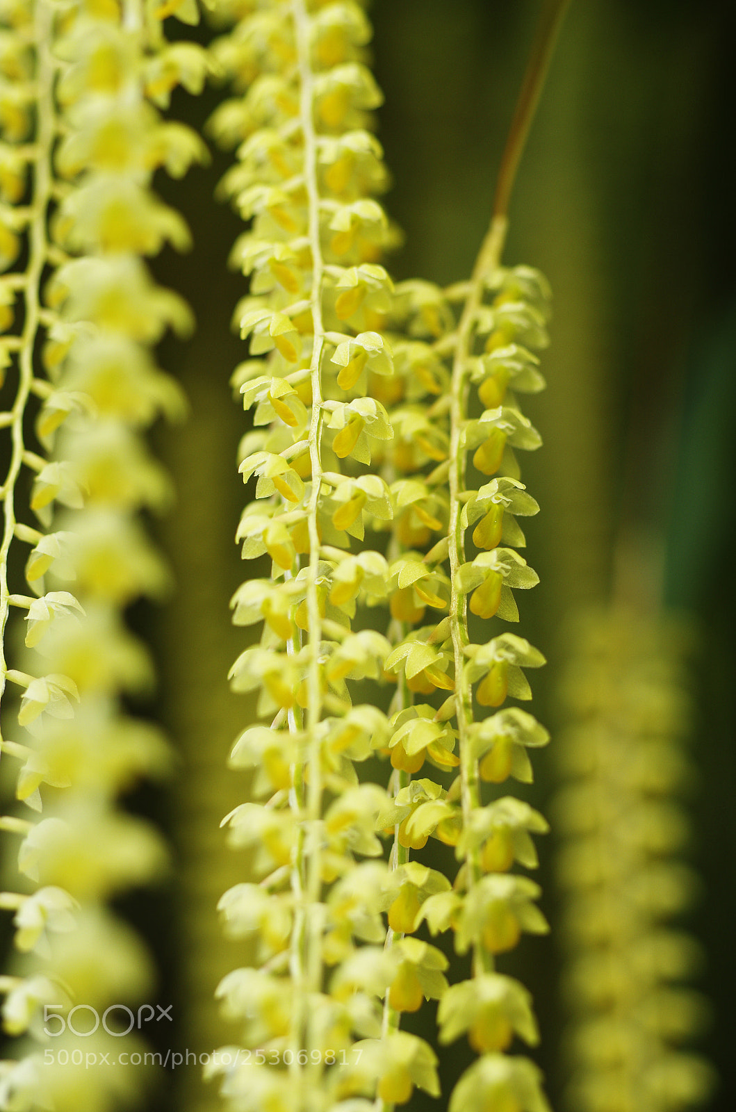 Pentax K-5 II sample photo. Shower of dendrochilum photography