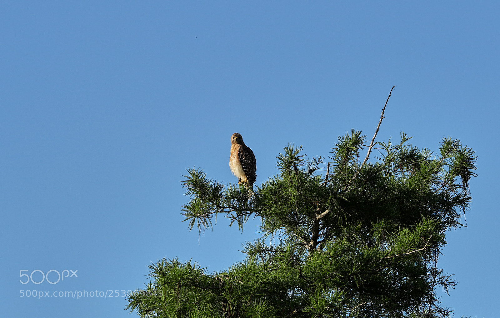 Canon EOS-1D X Mark II sample photo. 04-10-18-0011711.jpg photography
