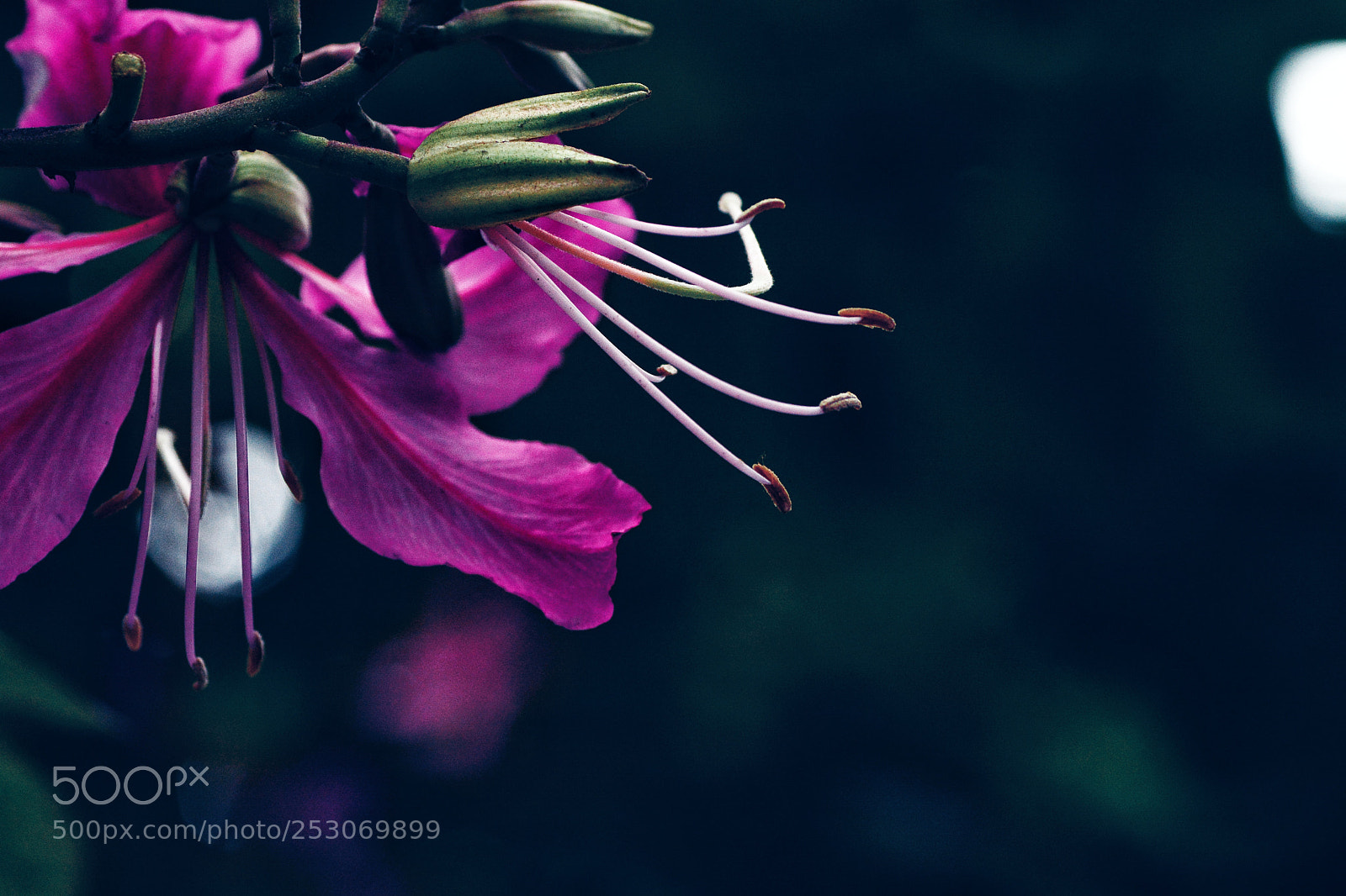 Nikon D7100 sample photo. Untitled photography