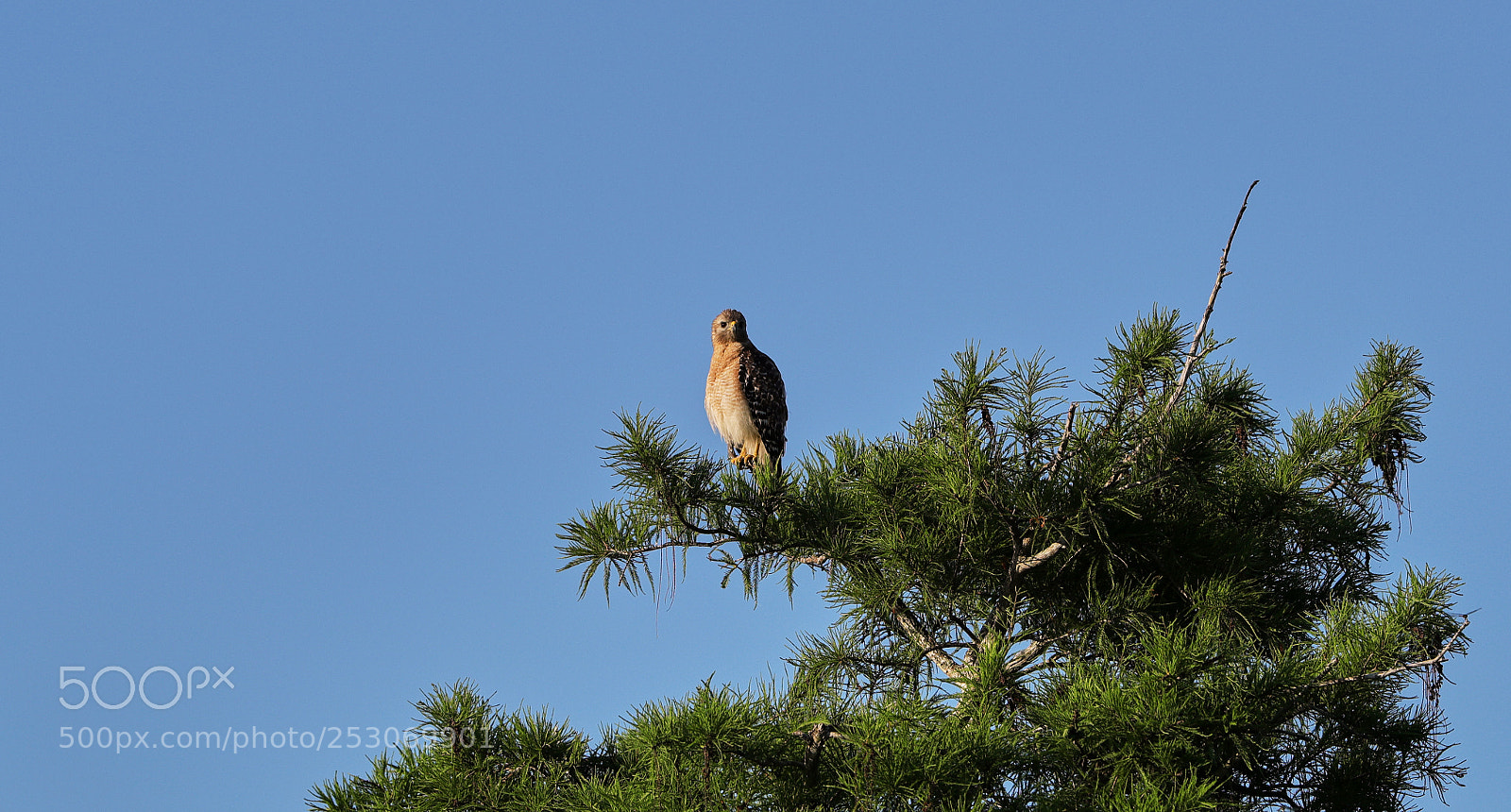 Canon EOS-1D X Mark II sample photo. 04-10-18-0011705.jpg photography