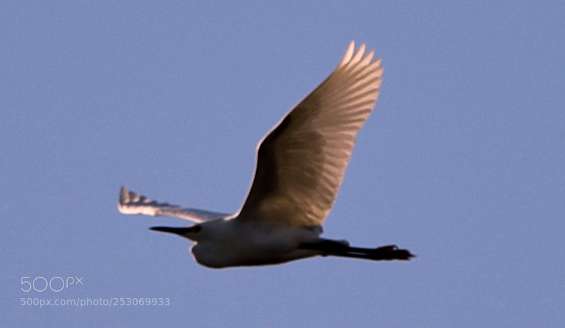 Canon EOS-1D X Mark II sample photo. 04-10-18-0011701.jpg photography