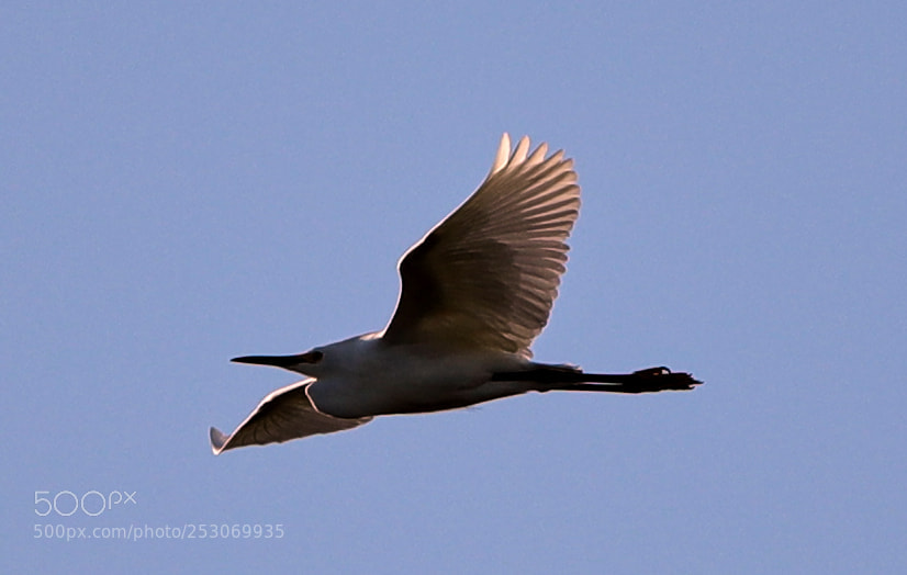 Canon EOS-1D X Mark II sample photo. 04-10-18-0011700.jpg photography