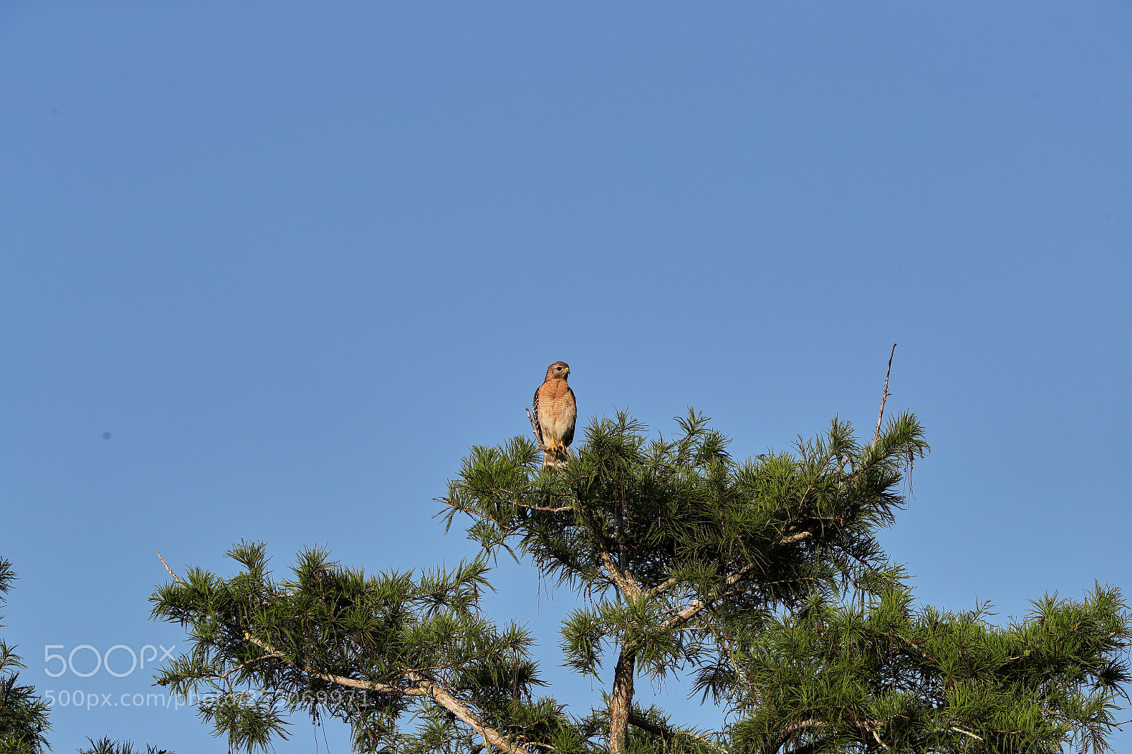 Canon EOS-1D X Mark II sample photo. 04-10-18-0011699.jpg photography