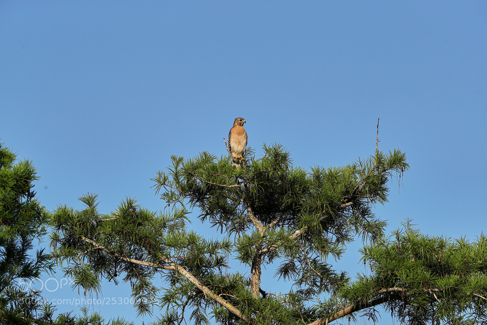 Canon EOS-1D X Mark II sample photo. 04-10-18-0011697.jpg photography