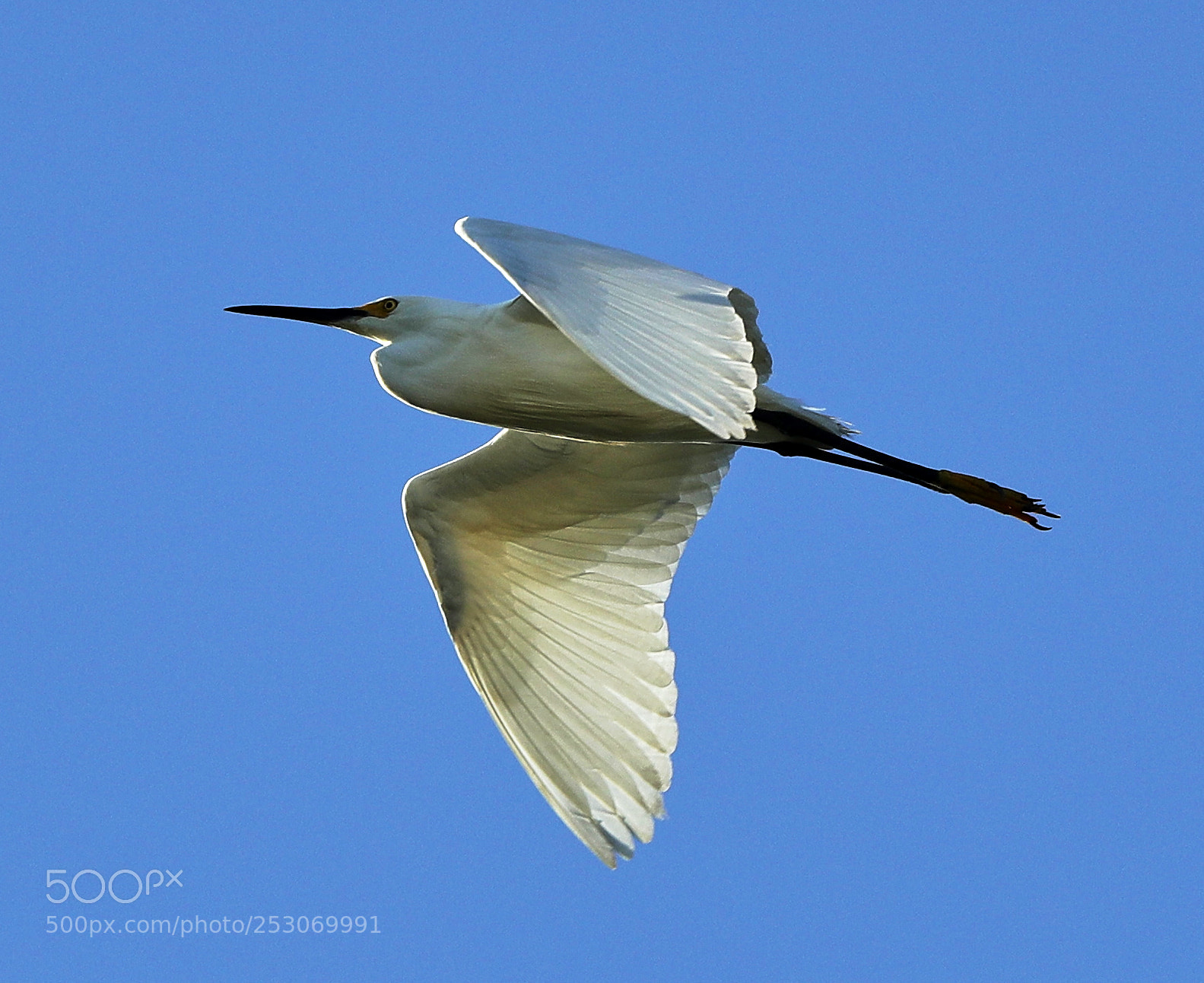 Canon EOS-1D X Mark II sample photo. 04-10-18-0011695.jpg photography