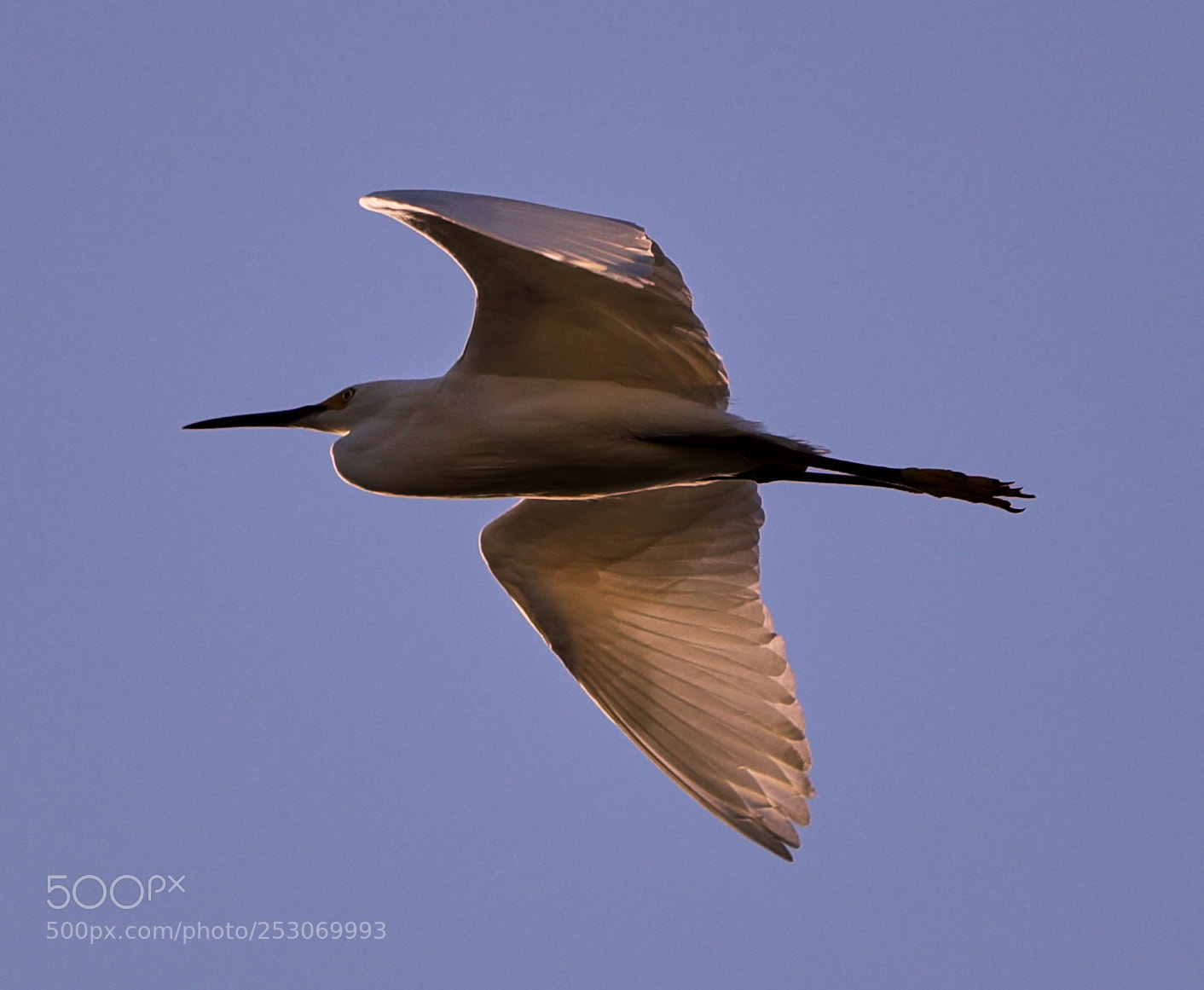 Canon EOS-1D X Mark II sample photo. 04-10-18-0011694.jpg photography