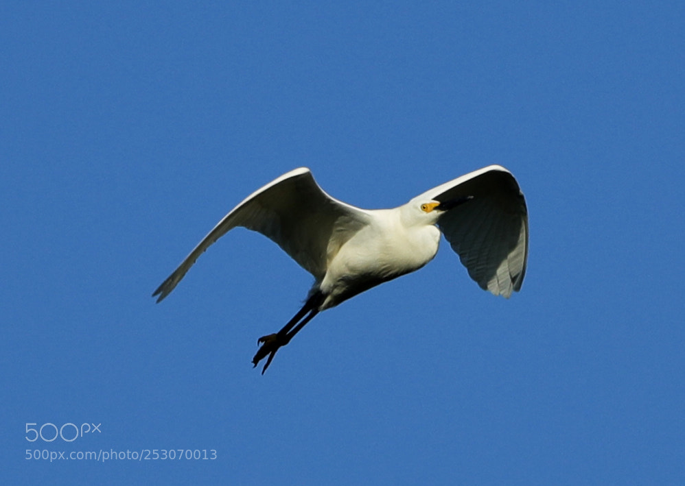 Canon EOS-1D X Mark II sample photo. 04-10-18-0011693.jpg photography