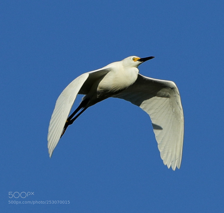 Canon EOS-1D X Mark II sample photo. 04-10-18-0011692.jpg photography