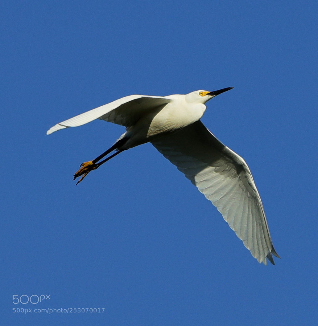 Canon EOS-1D X Mark II sample photo. 04-10-18-0011691.jpg photography