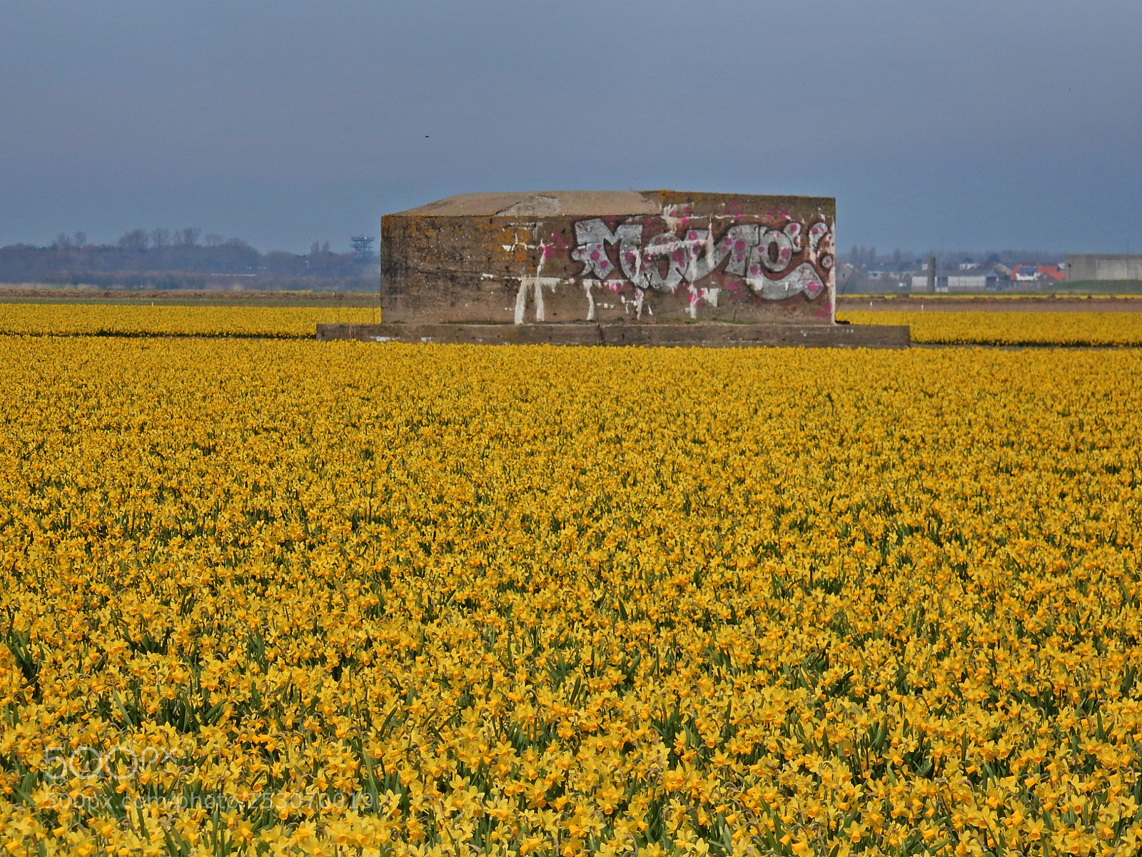 Nikon Coolpix S9900 sample photo. Daffodil fields photography