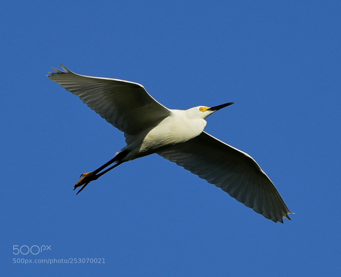 Canon EOS-1D X Mark II sample photo. 04-10-18-0011690.jpg photography