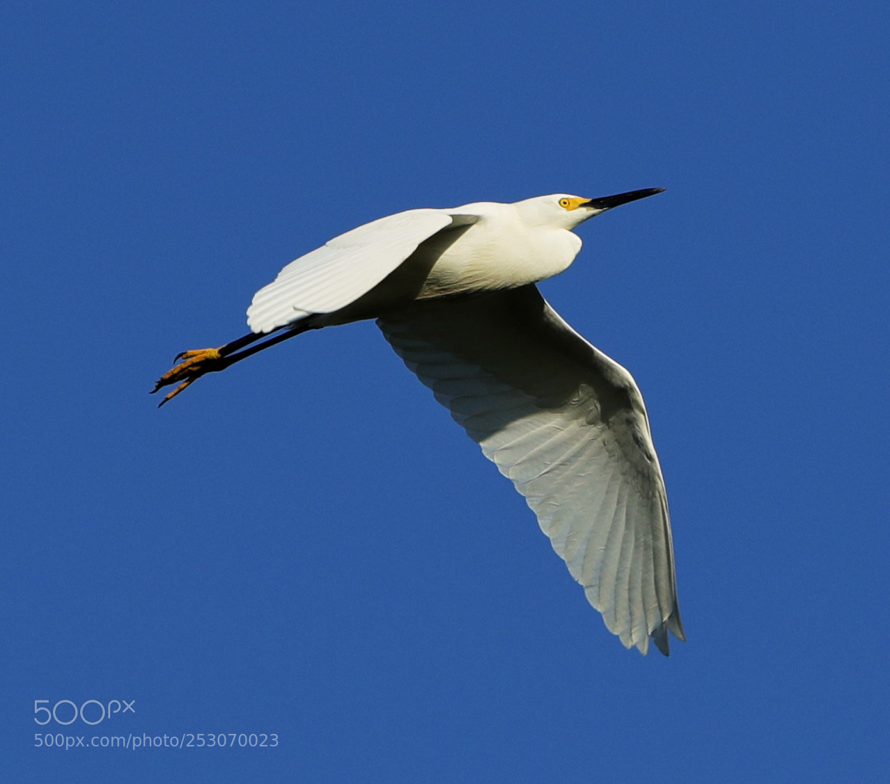Canon EOS-1D X Mark II sample photo. 04-10-18-0011689.jpg photography