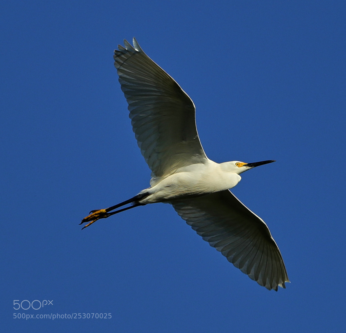 Canon EOS-1D X Mark II sample photo. 04-10-18-0011688.jpg photography