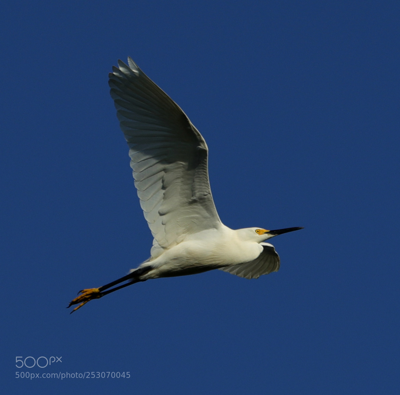 Canon EOS-1D X Mark II sample photo. 04-10-18-0011687.jpg photography