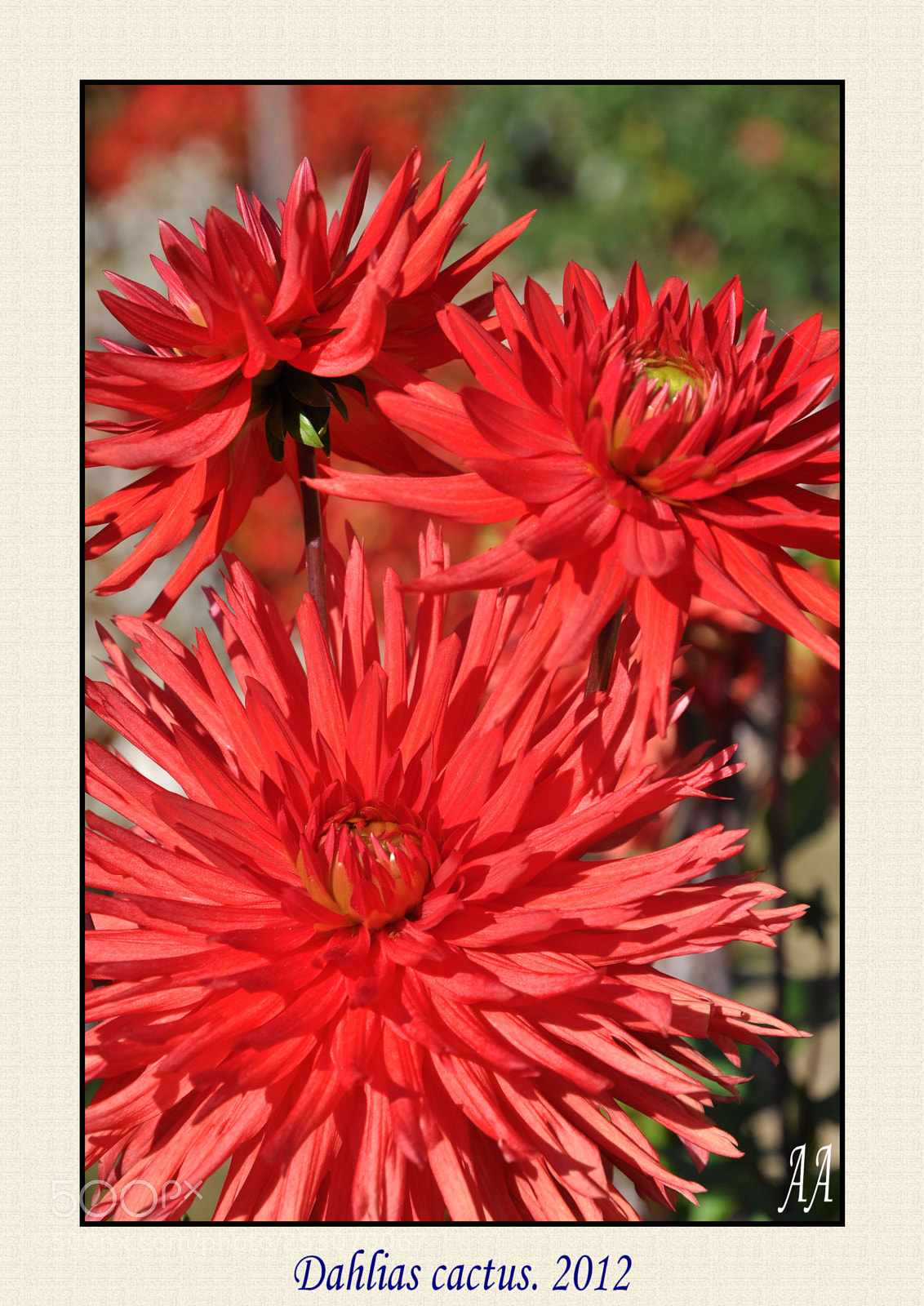 Nikon D90 sample photo. Dahlia cactus photography