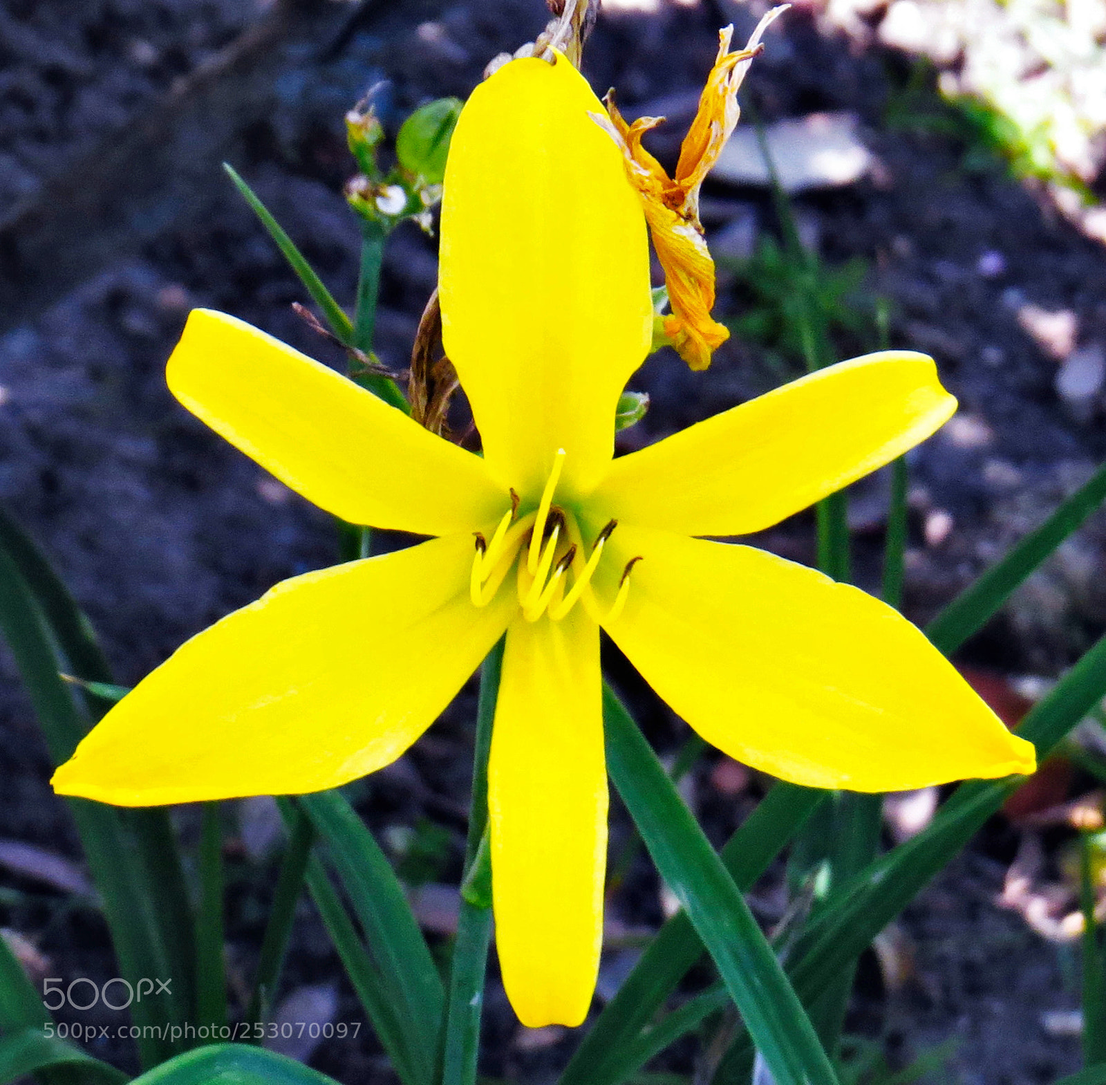 Canon PowerShot SX50 HS sample photo. A yellow flower in photography