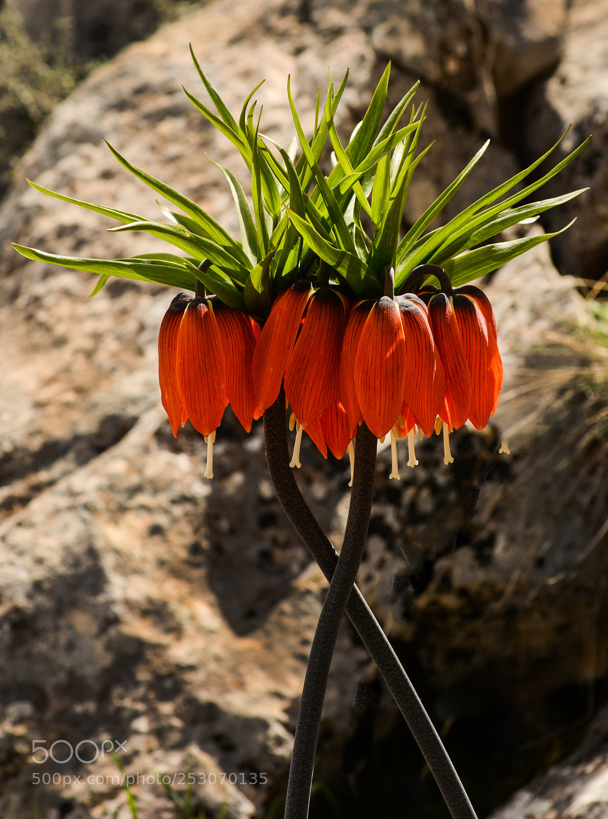 Nikon D7100 sample photo. Ağlayan gelin photography