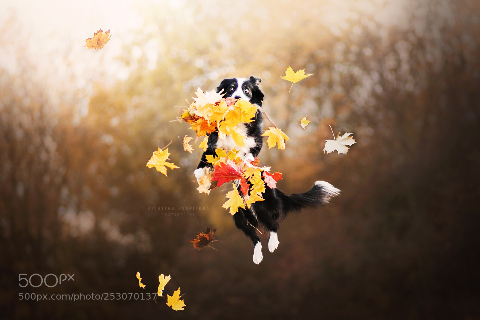 Canon EOS 5D Mark IV sample photo. Catching leaves! photography