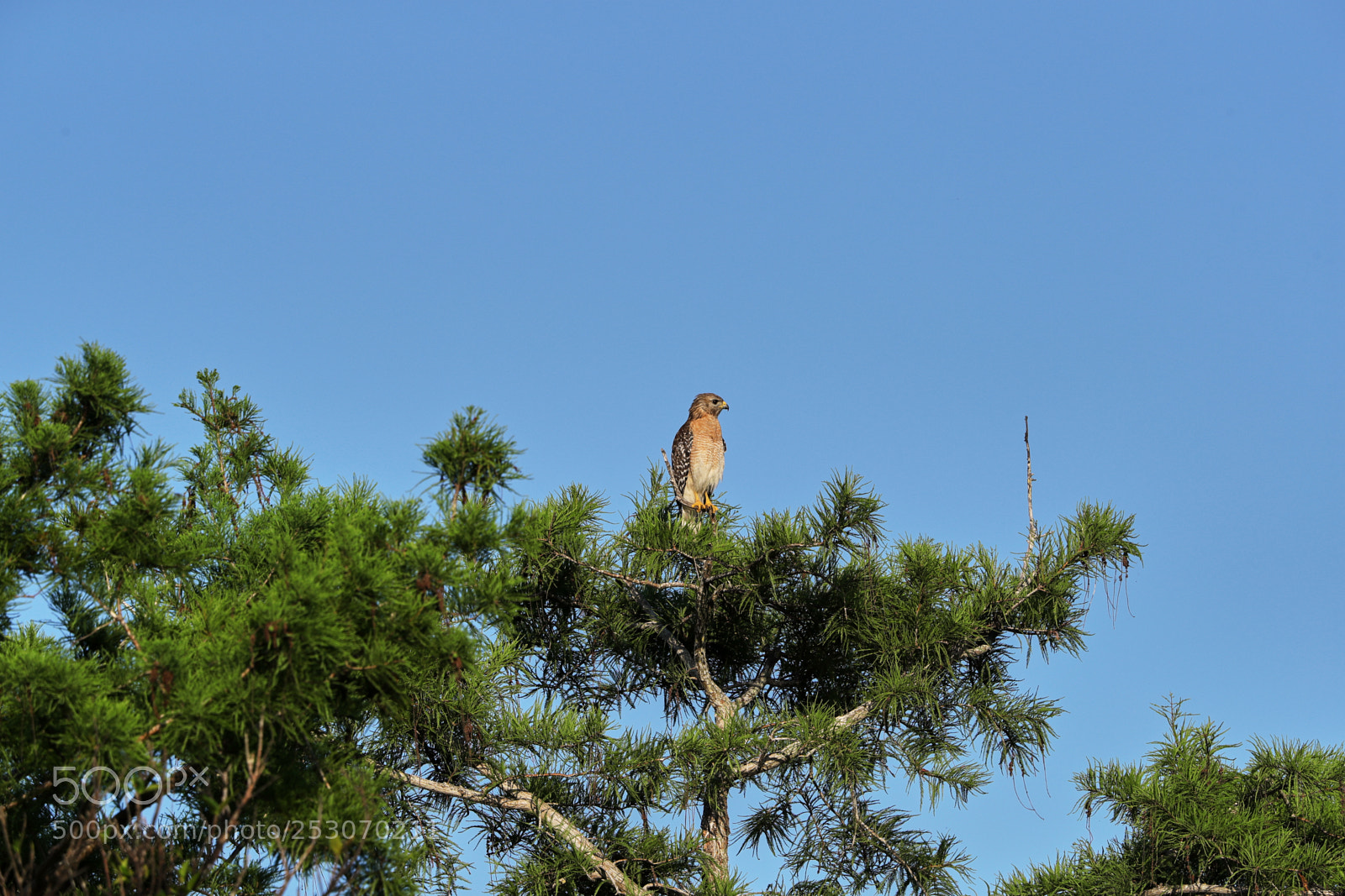 Canon EOS-1D X Mark II sample photo. 04-10-18-0011685.jpg photography