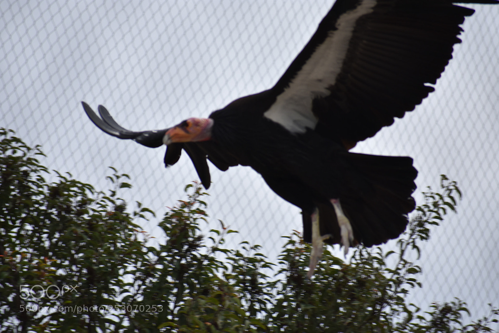 Nikon D3400 sample photo. A rare bird going photography