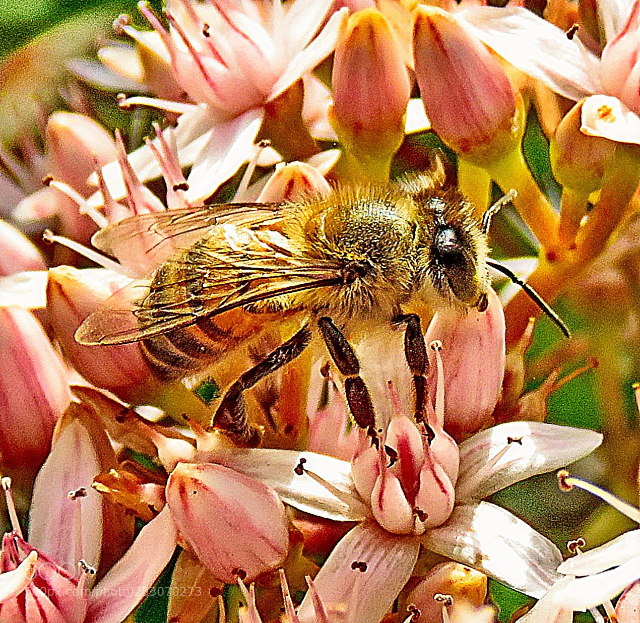 Canon PowerShot SX60 HS sample photo. A bee enjoying a photography