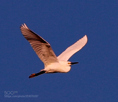 Canon EOS-1D X Mark II sample photo. 04-10-18-0011684.jpg photography